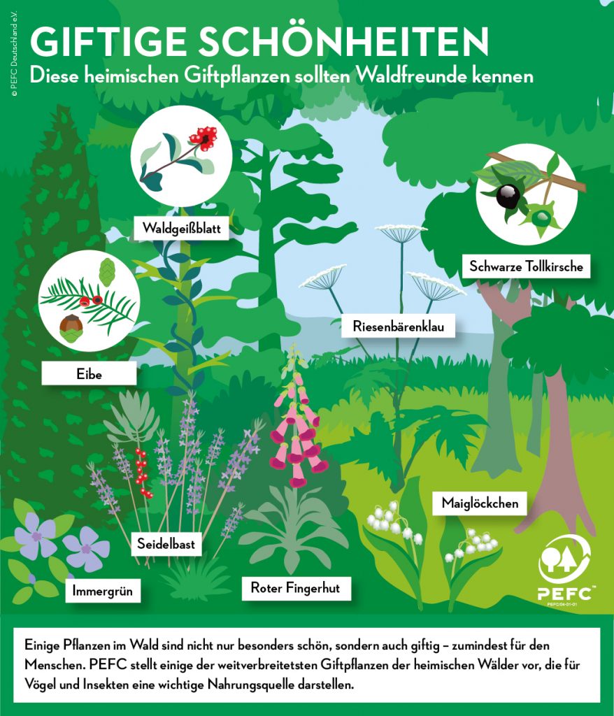 Infografik: Giftige Pflanzen der heimischen Wälder