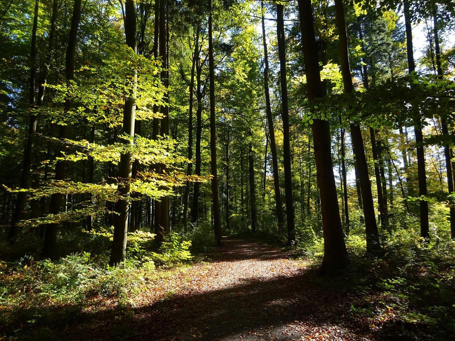 13 Fakten zum Wald Tag des Waldes