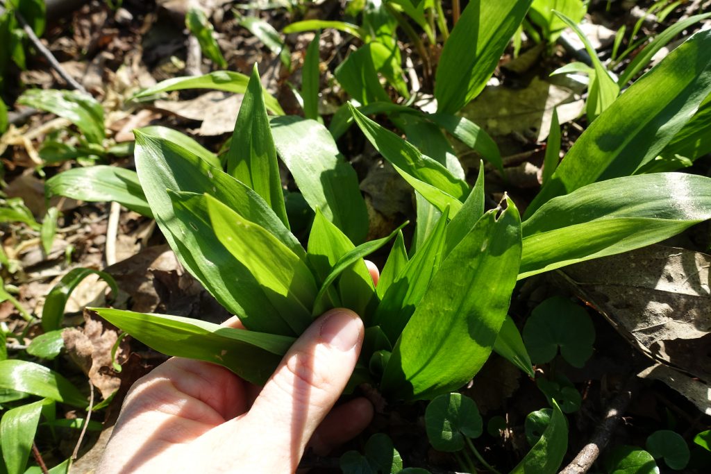 Hand pflückt Bärlauch im Wald