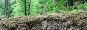 Profil eines Waldbodens