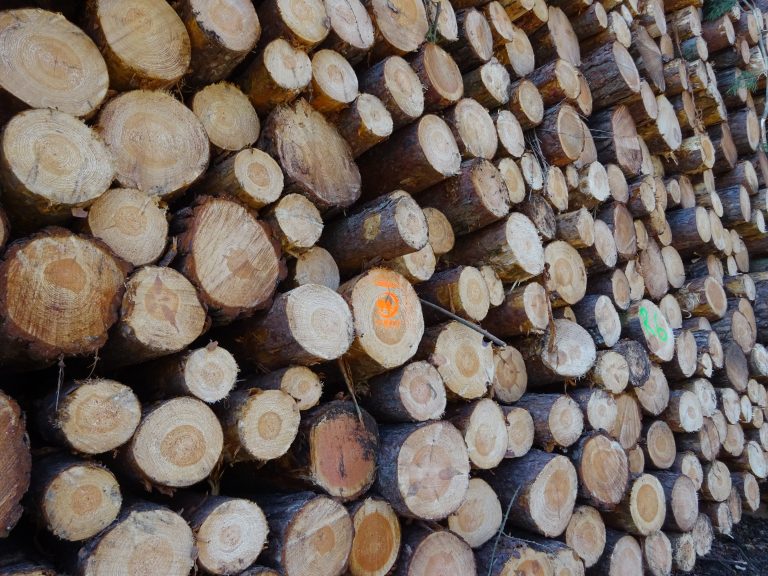 Bild zeigt gestapeltes Rundholz